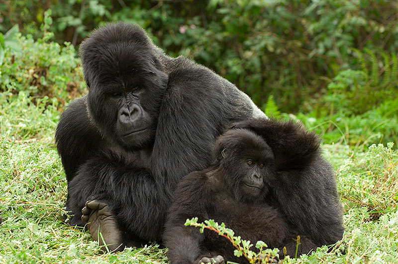 Resultado de imagen para gorila oriental (Gorilla beringei)